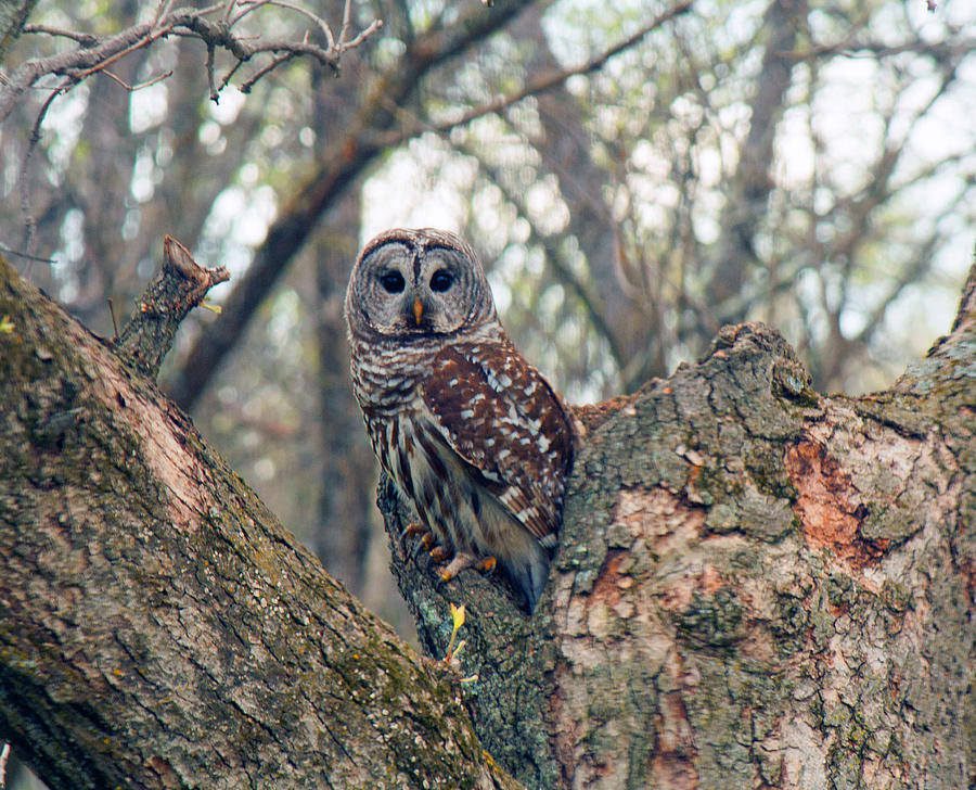 Barred Owl 4 2015 Photograph by June Goggins - Fine Art America