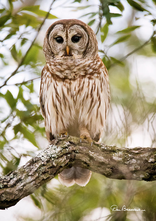 Barred Owl 6819 Photograph by Dan Beauvais
