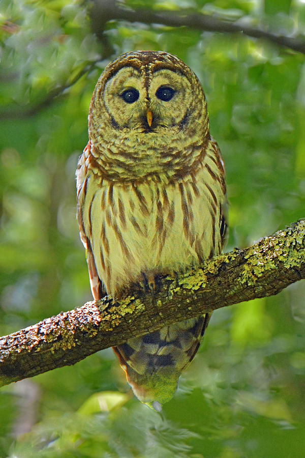 Barred Owl Photograph by Alan Lenk