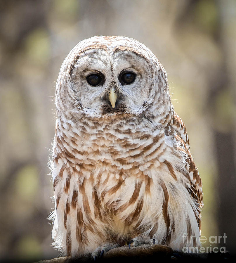 Barred Owl Photograph by Amy Porter
