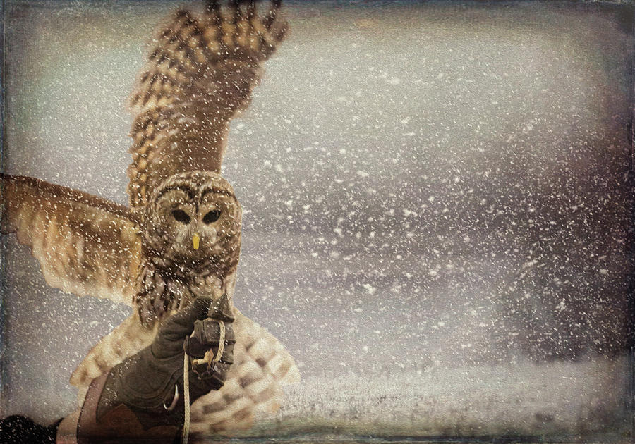 Barred Owl and Handler Photograph by Jackie Sajewski