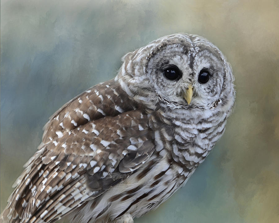 Barred Owl Photograph by Ann Bridges