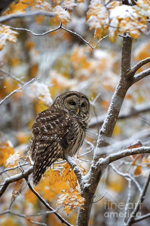 Barred Owl Photograph by Anthony Heflin