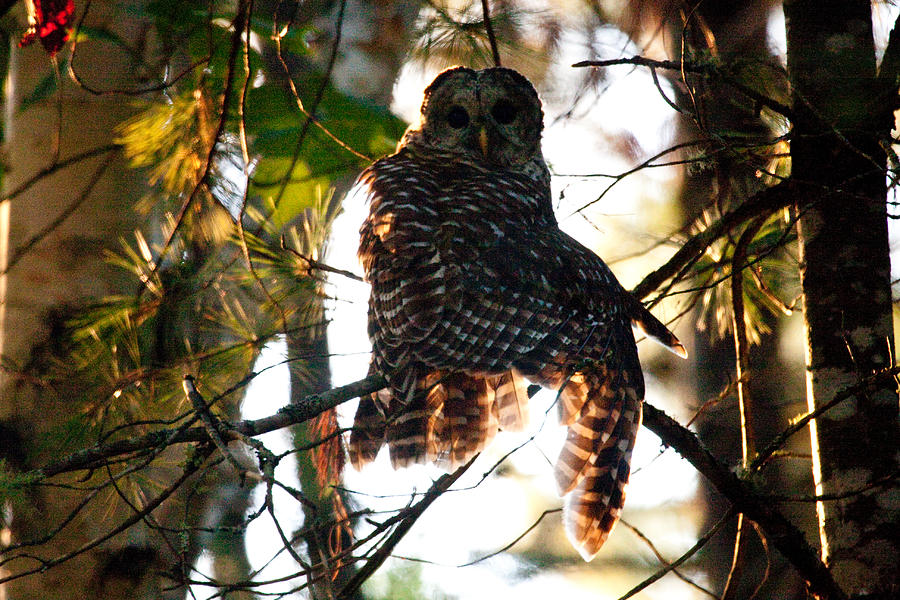 Barred Owl at Sunrise Photograph by Brent L Ander