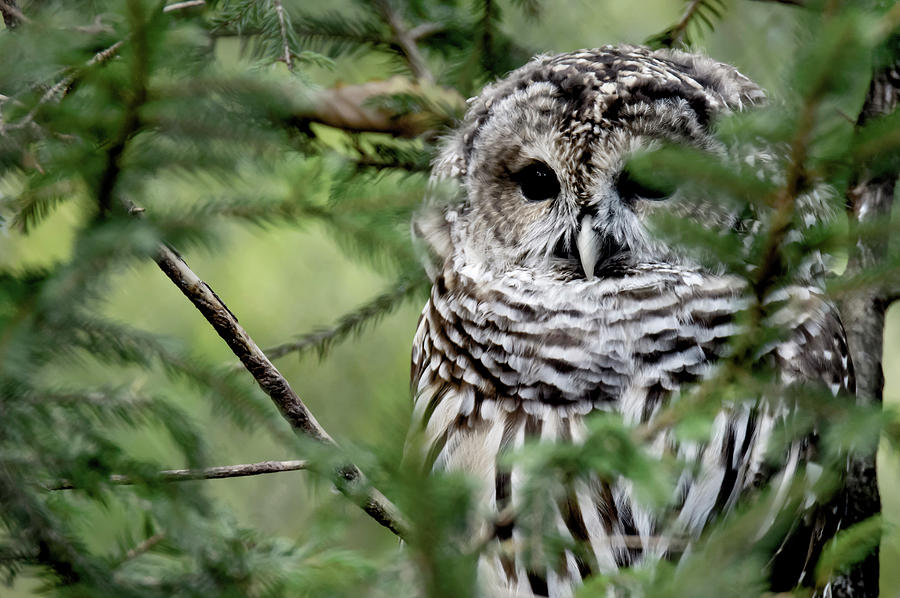 Barred Owl attemping to blend in Photograph by Tracy Winter