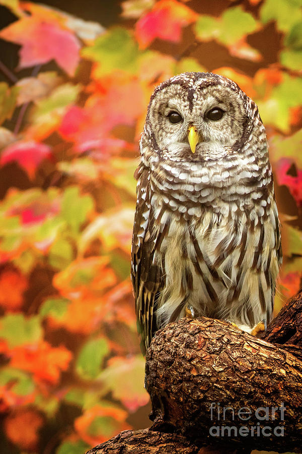 Art & Collectibles Autumn Owl Sculpture Figurines etna.com.pe