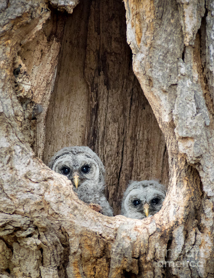 Barred Owl babies Photograph by Rudy Viereckl