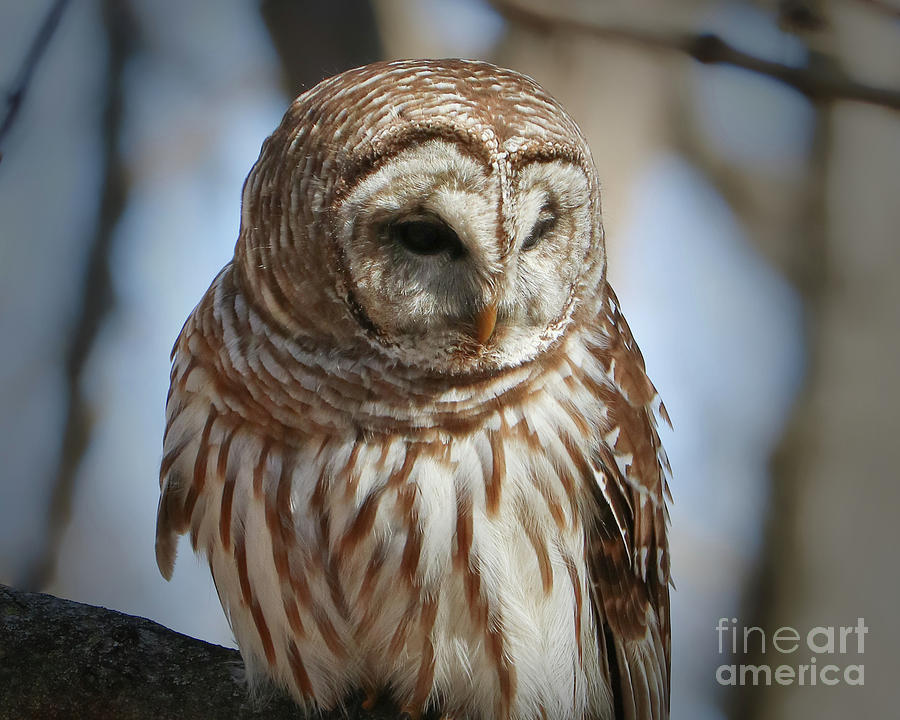 Barred Owl Beauty Photograph by Anita Oakley