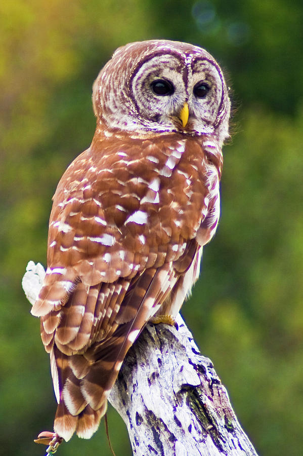 Barred Owl Photograph by Bill Barber
