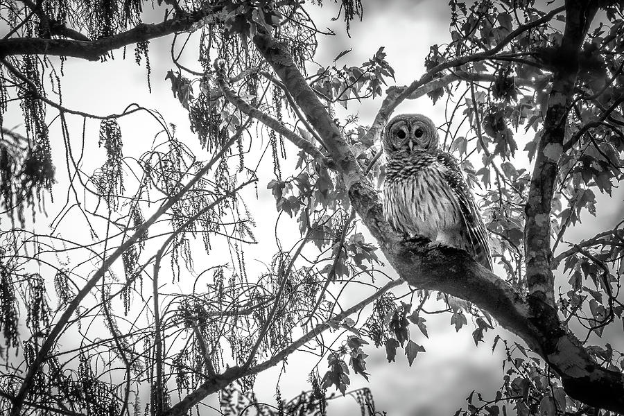 Barred Owl Photograph by Bill Martin