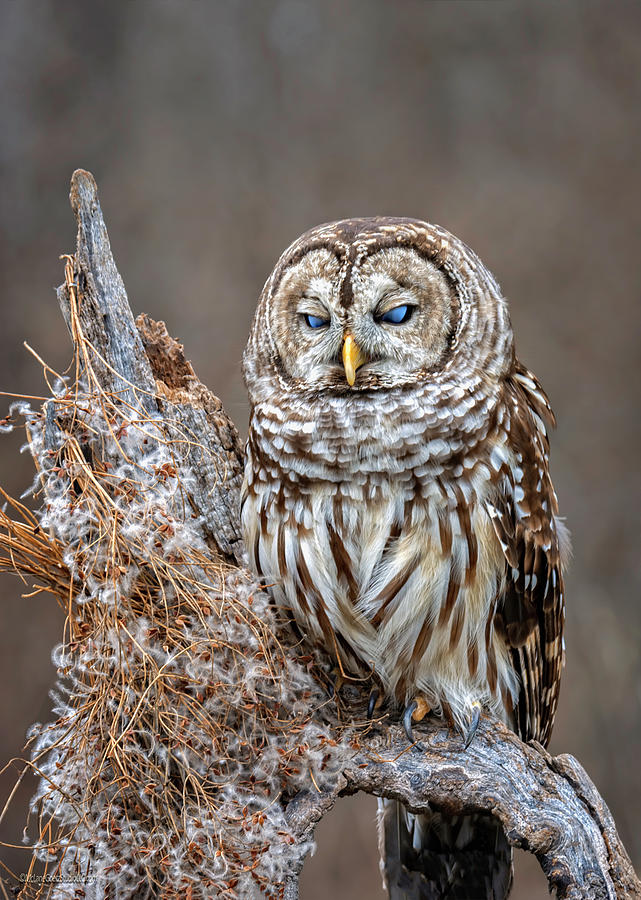 Animal Photograph - Barred Owl Blue eyed by LeeAnn McLaneGoetz McLaneGoetzStudioLLCcom