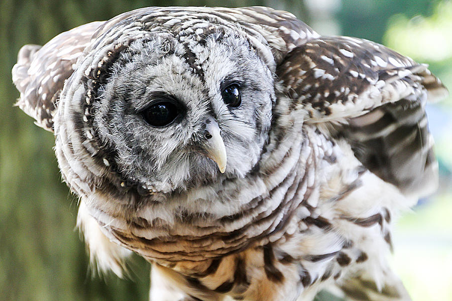 Barred Owl Photograph by Bob Slitzan