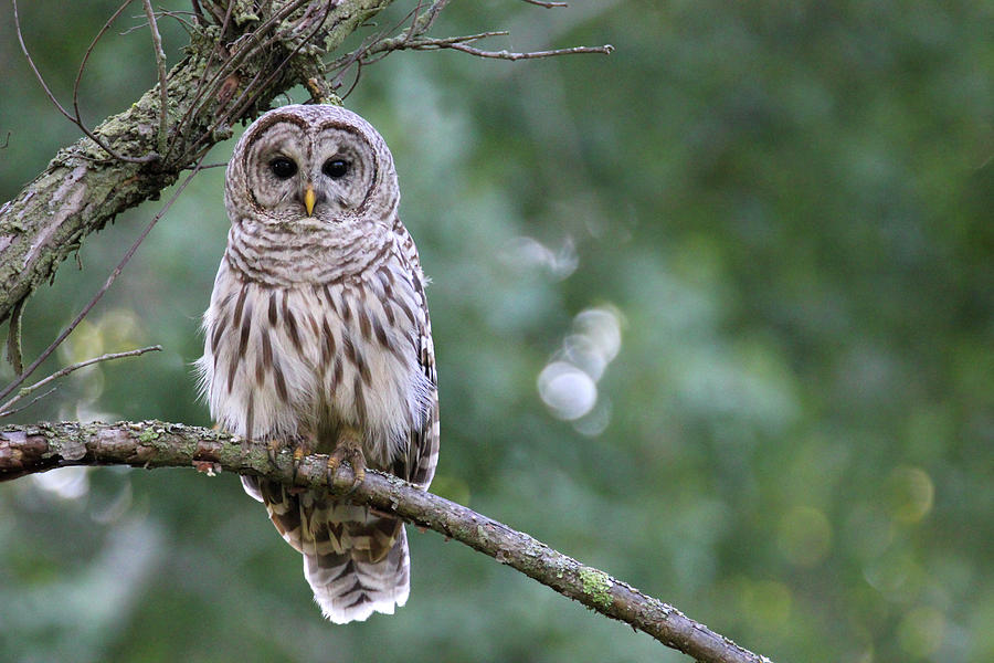 Barred Owl Photograph by Brook Burling