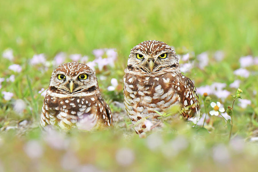 Burrowing Owl Buddies Photograph by Alan Lenk