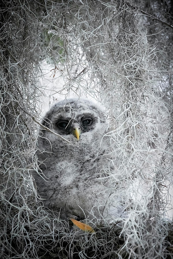 Barred Owl Camo Photograph by David Beebe
