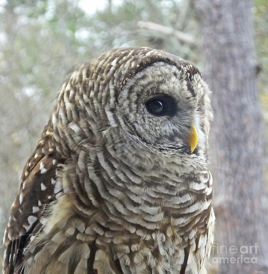 Barred Owl Chattahoochie Nature Center Roswell GA Photograph by Lizi Beard-Ward