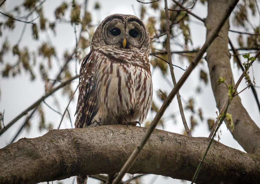 Barred Owl Photograph by Chris Berrier