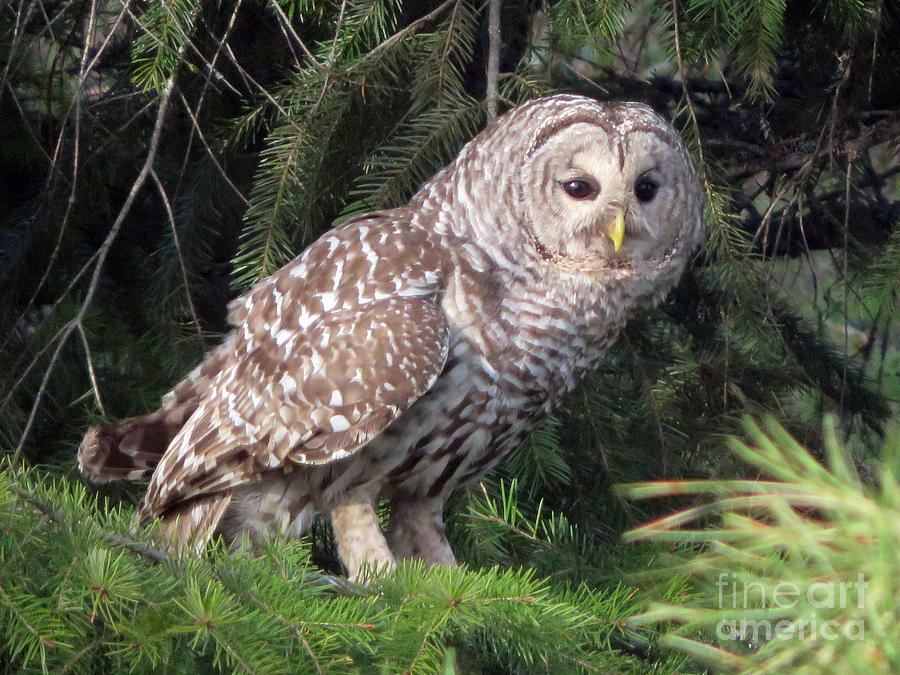 Barred Owl Photograph by Cindy Murphy - NightVisions 