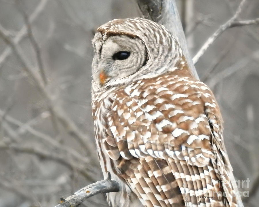 Barred Owl Close-Up Photograph by Kathy M Krause