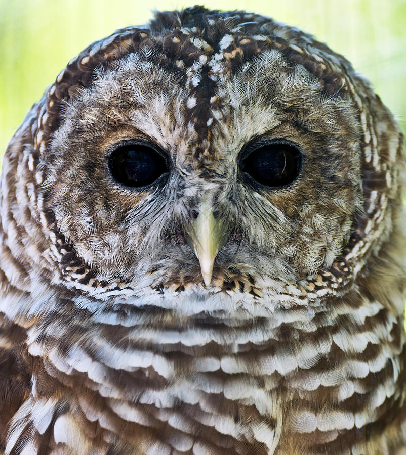 Barred Owl Closeup Photograph by Patrick Wolf