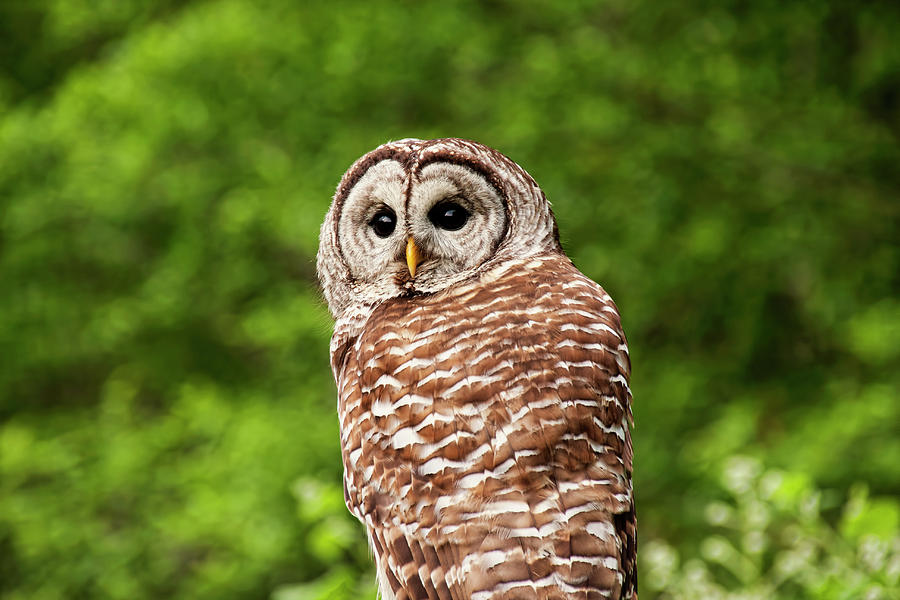 Barred Owl Closeup Photograph by Peggy Collins