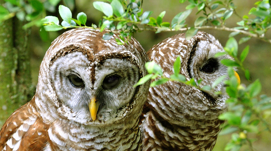 Barred Owl Companions Photograph by Donna Proctor