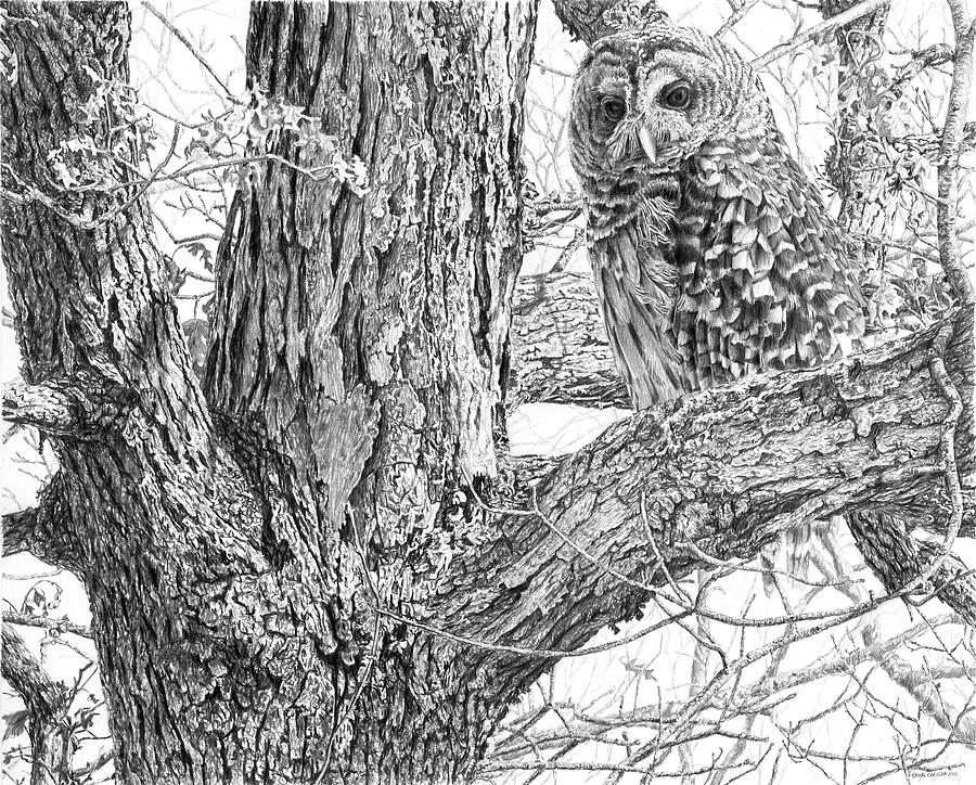 Owl Drawing - Barred Owl by Craig Carlson