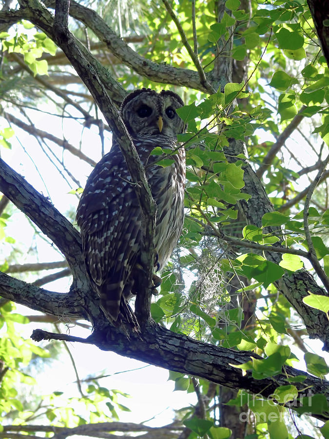 Barred Owl Photograph by D Hackett