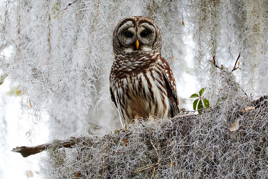 Barred Owl Photograph by David Beebe