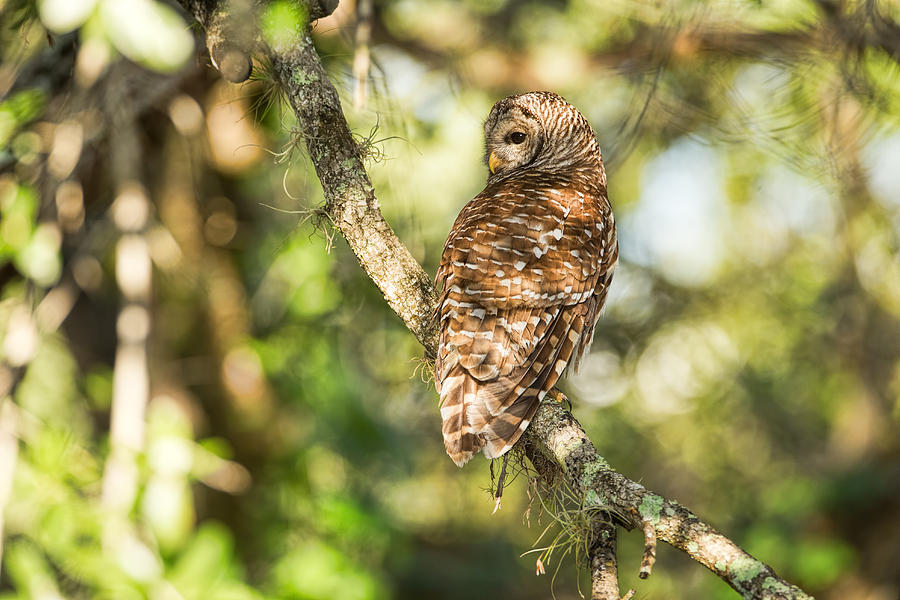 Owl Photograph - Barred Owl by David Eppley
