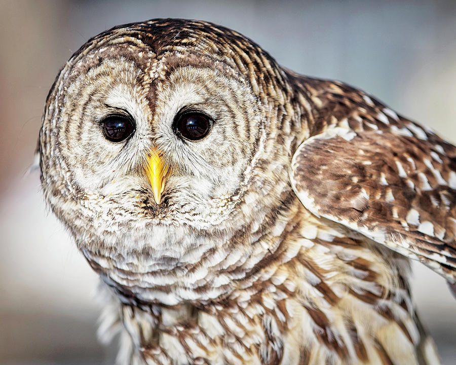 Barred Owl Photograph by Deborah Penland