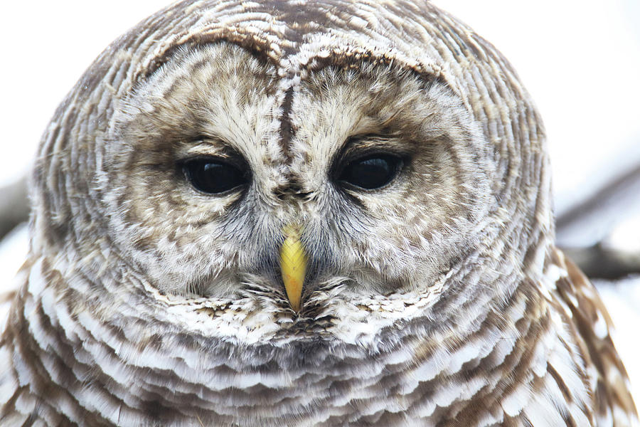Barred Owl Face Photograph by Brook Burling