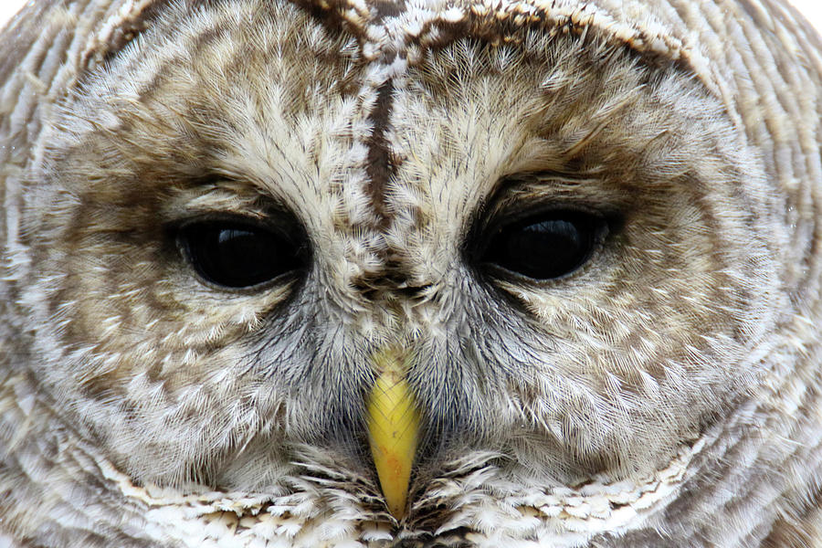 Barred Owl Face Closeup Photograph by Brook Burling