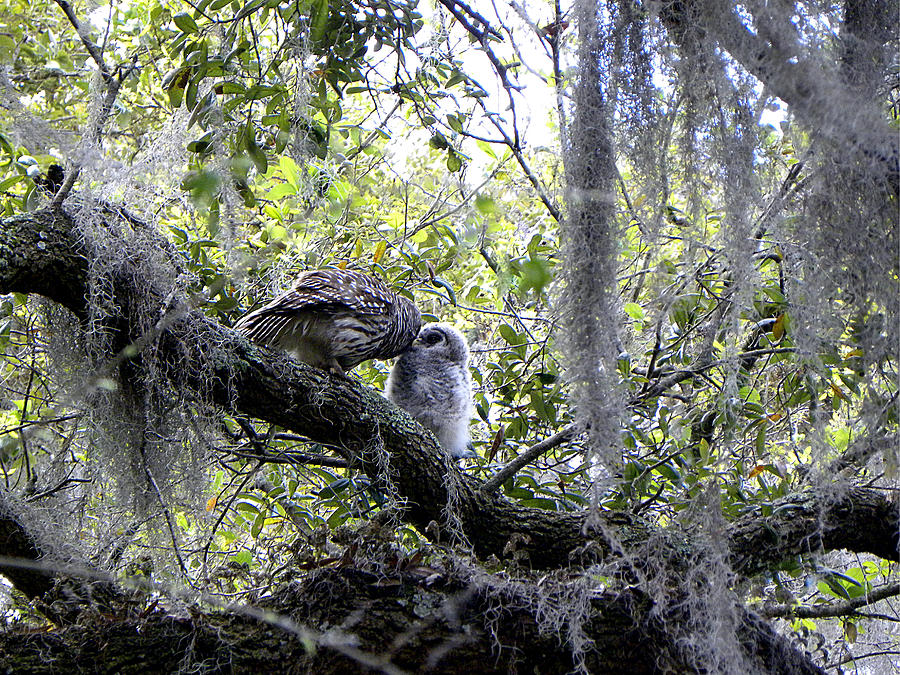 Barred Owl Feeding Fledgeling  Photograph by Christopher Mercer