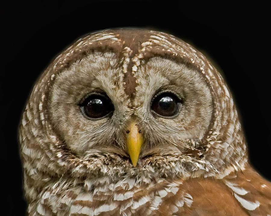 Barred Owl Fledgling Photograph by Larry Linton