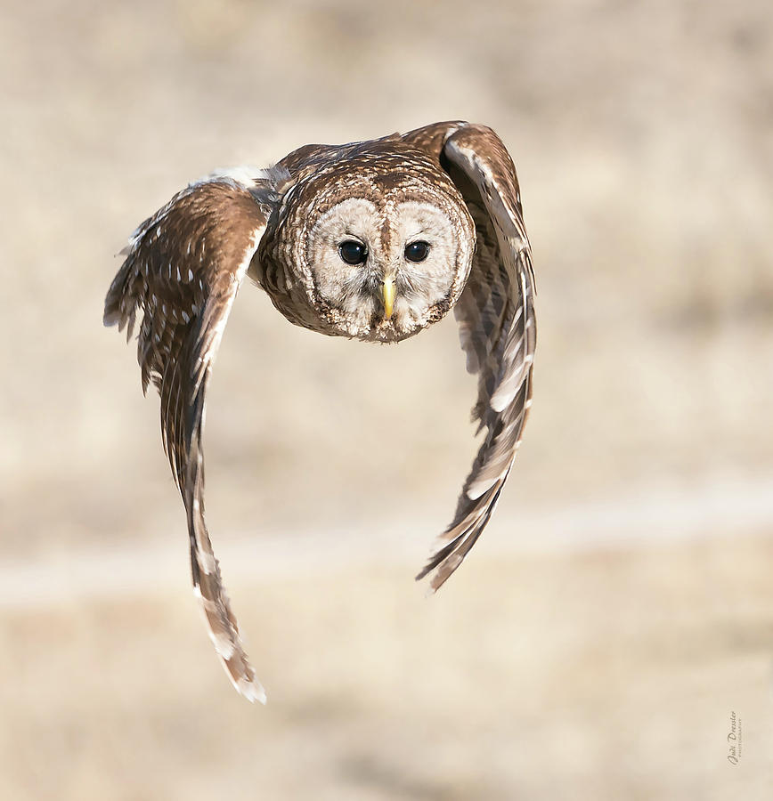 Barred Owl Flight Photograph by Judi Dressler