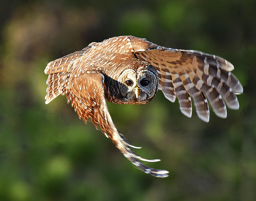 Barred Owl Flying toward You Photograph by Alan Lenk