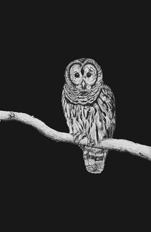 Barred Owl Drawing by Frespirit Fine Art America