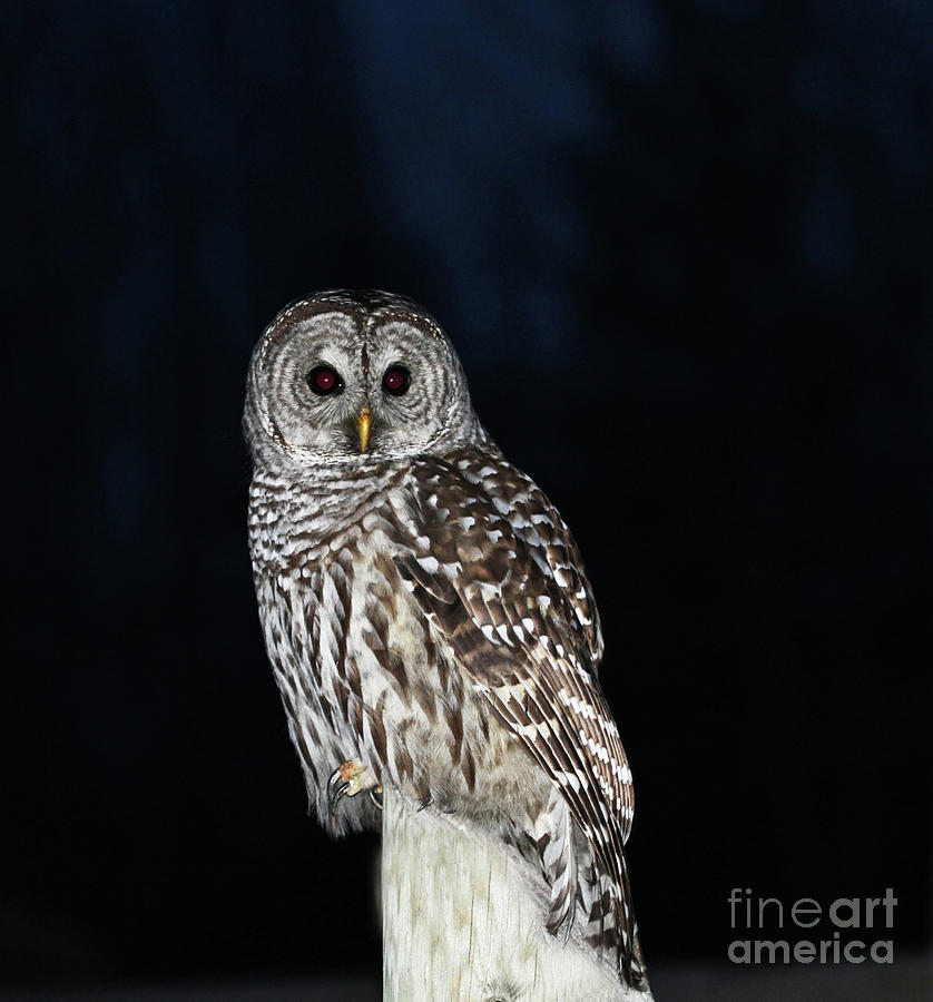 Barred Owl Photograph by Gary Wing
