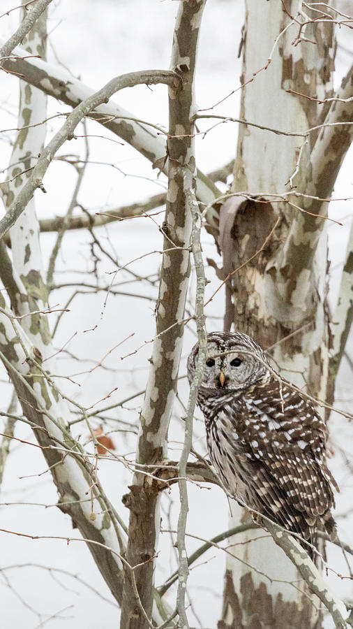 Barred Owl Photograph by Holly Ross Barred Owl Photograph by Holly Ross