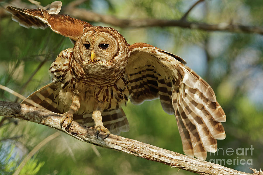 Barred Owl Flight Photograph by Natural Focal Point Photography