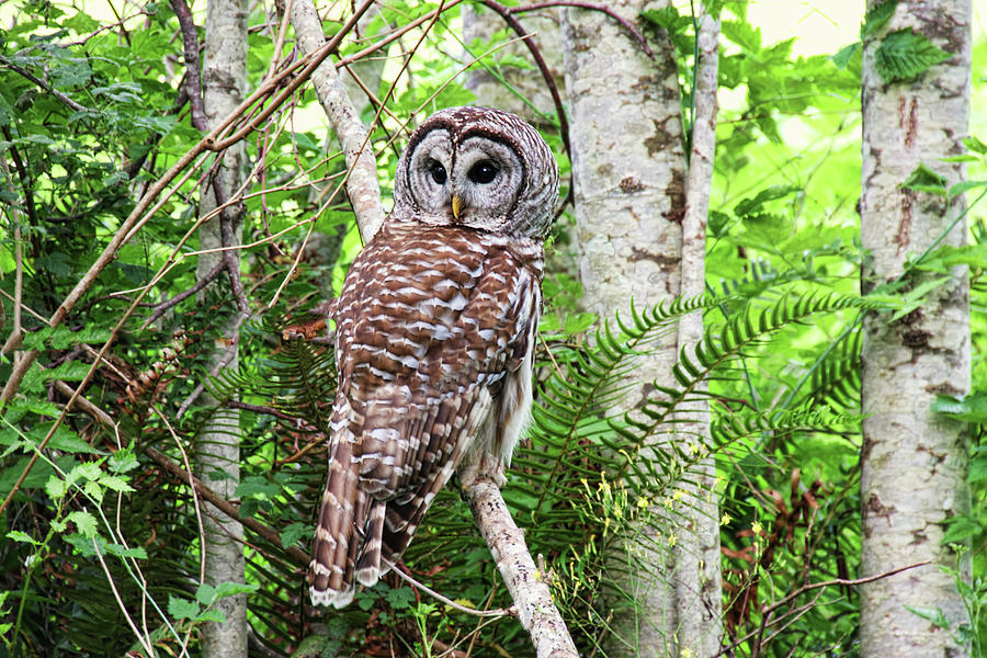 Barred Owl Hunting in Alder Forest Photograph by Peggy Collins