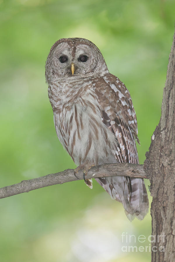 Barred Owl I Photograph by Clarence Holmes