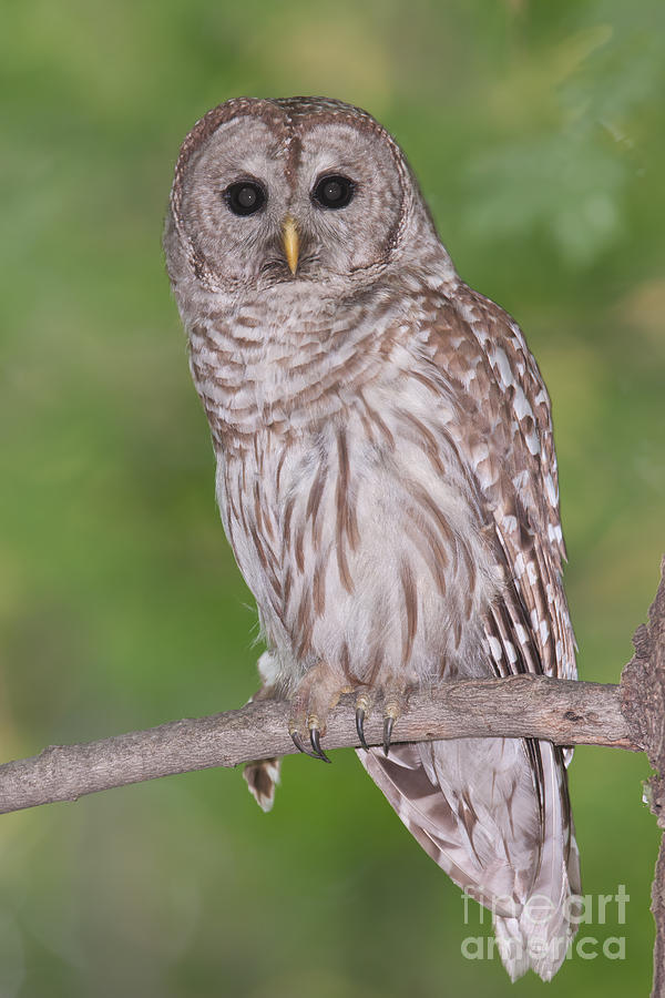 Barred Owl II Photograph by Clarence Holmes