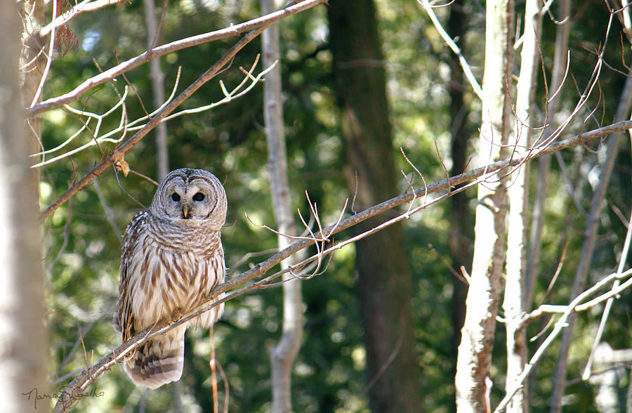 Barred Owl II Photograph by Nancy  Coelho