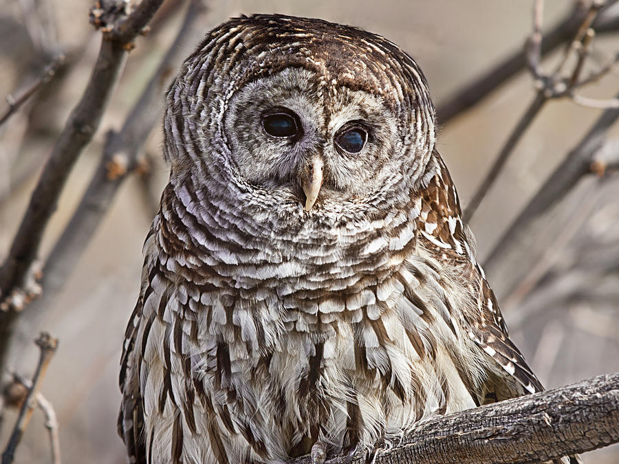 Barred Owl in a Tree in the Winter Photograph by C VandenBerg