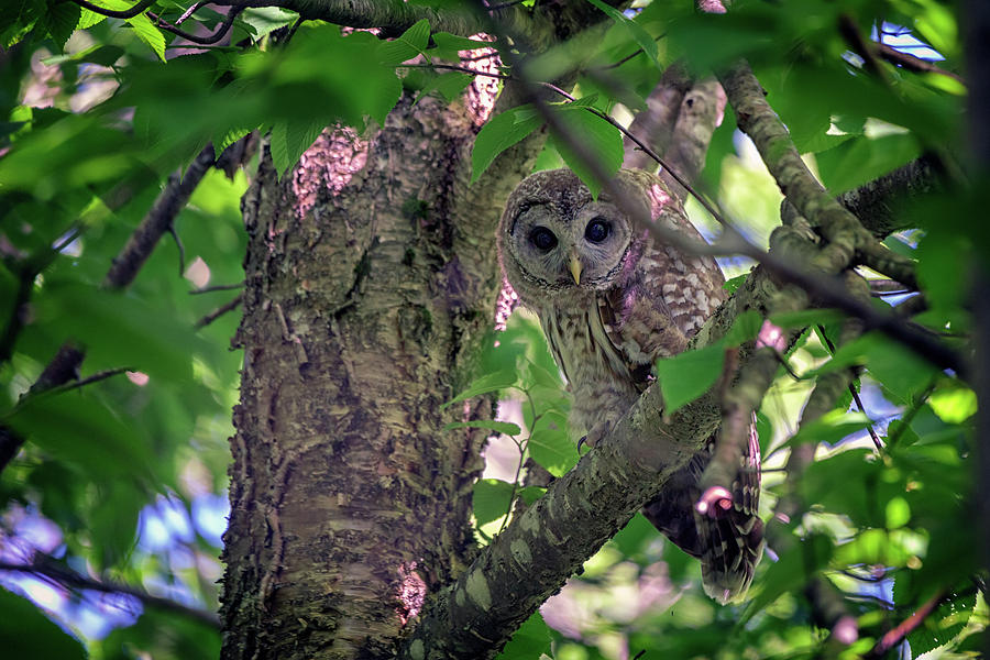 Owl Photograph - Barred Owl In A Tree by Rick Berk