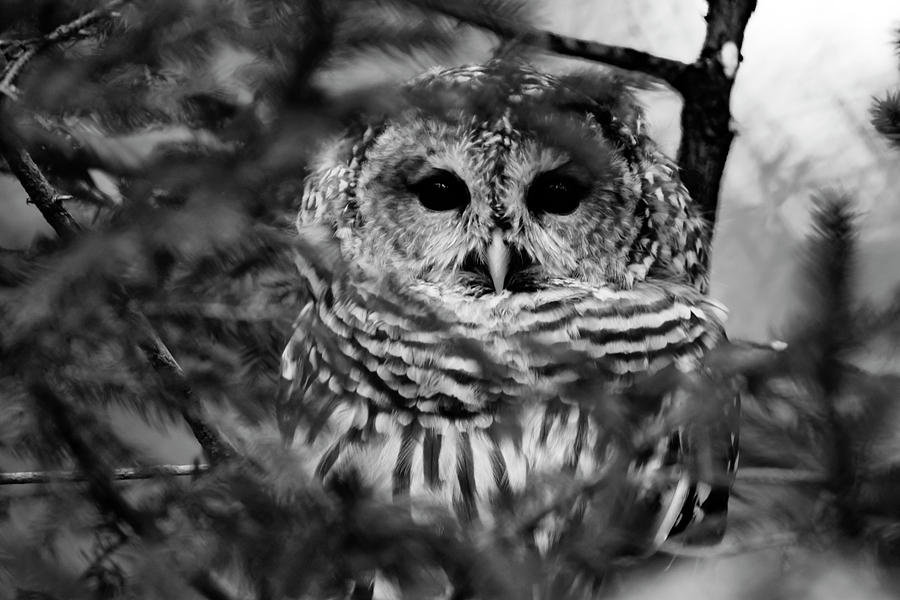 Barred Owl in Black and White Photograph by Tracy Winter