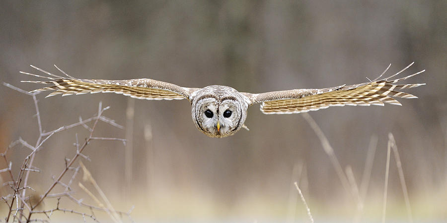 Owl Photograph - Barred Owl in Flight by Scott  Linstead