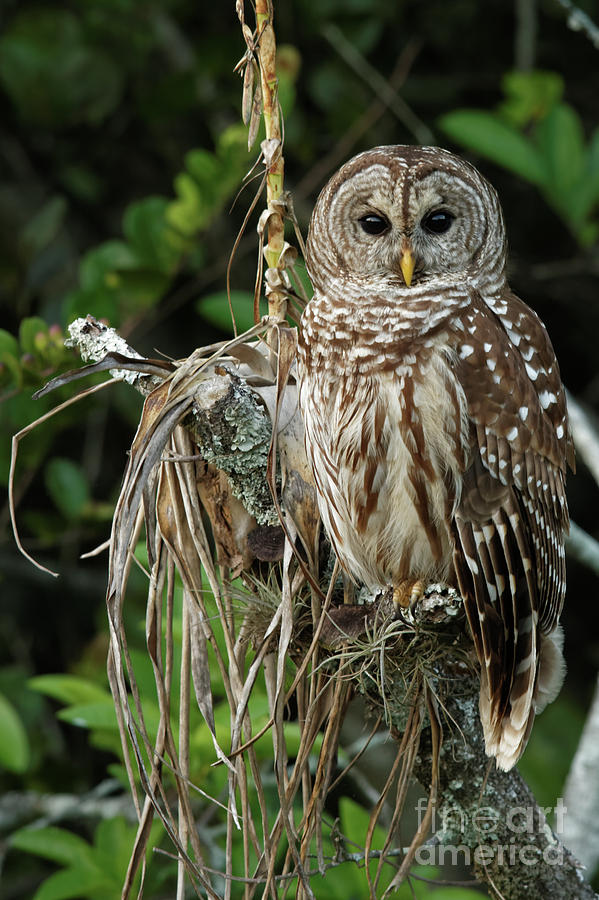 Barred Owl In Florida Photograph by Natural Focal Point Photography